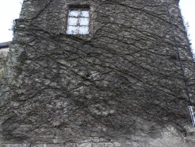 Kışın bitkilere tırmanıyor, çeşitli elementleri ele geçiriyordu. Köy ve mezarlık alanlarında vuruldu.