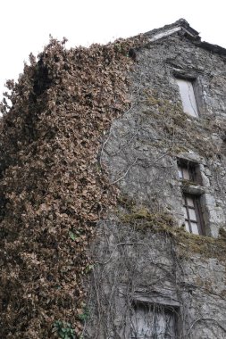 Kışın bitkilere tırmanıyor, çeşitli elementleri ele geçiriyordu. Köy ve mezarlık alanlarında vuruldu.