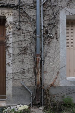 Kışın bitkilere tırmanıyor, çeşitli elementleri ele geçiriyordu. Köy ve mezarlık alanlarında vuruldu.