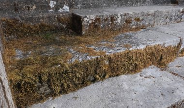 Kışın bitkilere tırmanıyor, çeşitli elementleri ele geçiriyordu. Köy ve mezarlık alanlarında vuruldu.