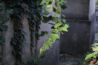 Çeşitli elementleri ele geçiren tırmanma tesisleri. Köy ve mezarlık alanlarında vuruldu.
