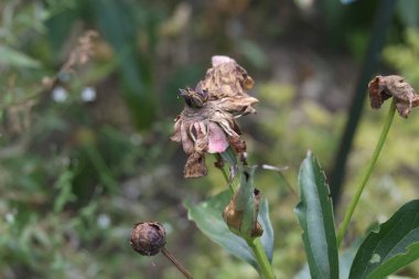 Çürüyen bitkiler. Orman ve park alanları.