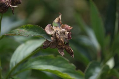 Çürüyen bitkiler. Orman ve park alanları.