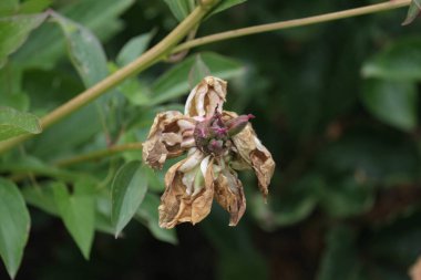 Çürüyen bitkiler. Orman ve park alanları.