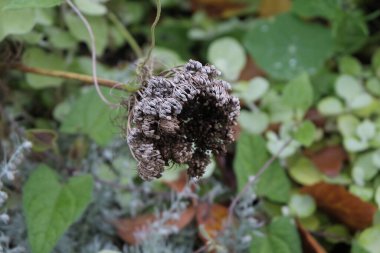 Çürüyen bitkiler. Orman ve park alanları.