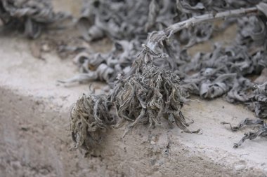 Çürüyen bitkiler. Orman ve park alanları.