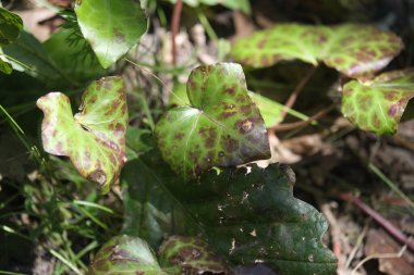 Çürüyen bitkiler. Orman ve park alanları.