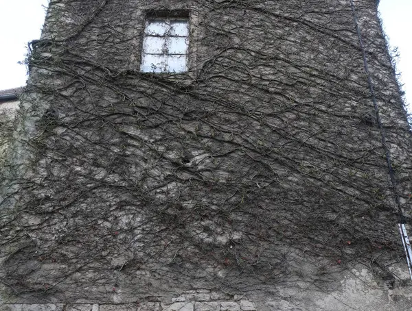 Kışın bitkilere tırmanıyor, çeşitli elementleri ele geçiriyordu. Köy ve mezarlık alanlarında vuruldu.