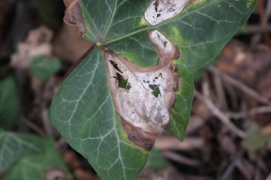 Çürüyen bitkiler. Orman ve park alanları.