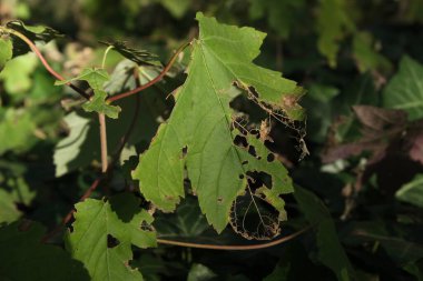 Çürüyen bitkiler. Orman ve park alanları.