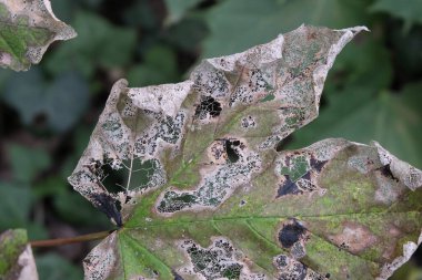 Çürüyen bitkiler. Orman ve park alanları.