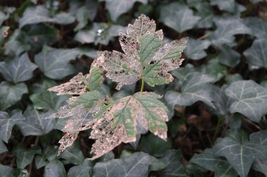 Çürüyen bitkiler. Orman ve park alanları.