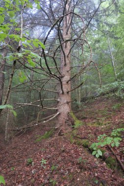 Fransa 'nın Vercors Vadisi ormanlarında gözlemlenebilen doğal çeşitlilik. 