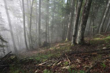 Fransa 'nın Vercors Vadisi ormanlarında gözlemlenebilen doğal çeşitlilik. 