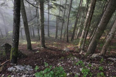 Fransa 'nın Vercors Vadisi ormanlarında gözlemlenebilen doğal çeşitlilik. 