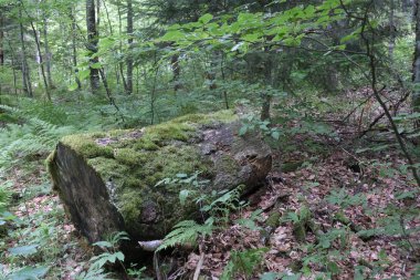 Fransa 'nın Vercors Vadisi ormanlarında gözlemlenebilen doğal çeşitlilik. 
