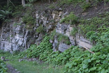 Fransa 'nın Vercors Vadisi ormanlarında gözlemlenebilen doğal çeşitlilik. 