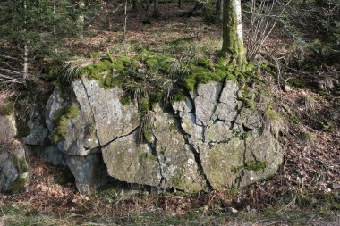 Fransa 'nın Vosges ormanlarında kış boyunca gözlemlenebilen doğal çeşitlilik. 