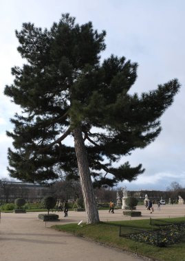 Doğadaki ağaçlar. Çeşitli türler. Gündüz.
