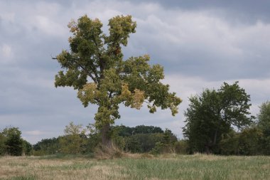 Doğadaki ağaçlar. Çeşitli türler. Gündüz.