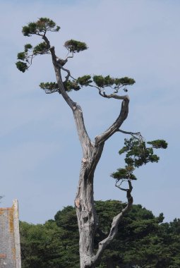 Doğadaki ağaçlar. Çeşitli türler. Gündüz.
