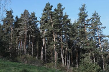 Doğadaki ağaçlar. Çeşitli türler. Gündüz.