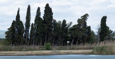 Doğadaki ağaçlar. Çeşitli türler. Gündüz.