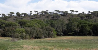 Doğadaki ağaçlar. Çeşitli türler. Gündüz.