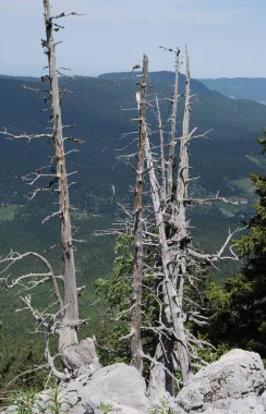 Doğadaki ağaçlar. Çeşitli türler. Gündüz.
