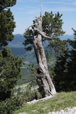Doğadaki ağaçlar. Çeşitli türler. Gündüz.