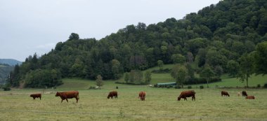 Doğadaki ağaçlar. Çeşitli türler. Gündüz.