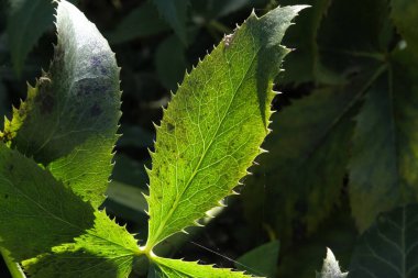 Bitkilerin üzerine güneş ışığı. Şeffaflık.