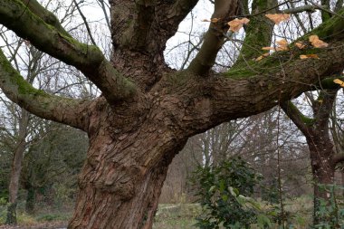 Kış boyunca doğadaki ağaçlar. Çeşitli türler.