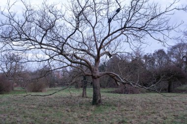 Kış boyunca doğadaki ağaçlar. Çeşitli türler.