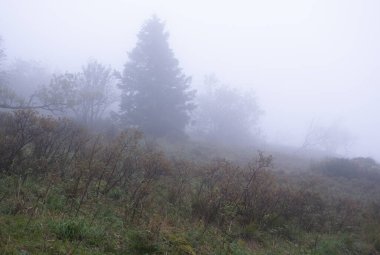 Kış boyunca doğadaki ağaçlar. Çeşitli türler.