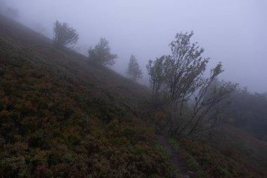 Kış boyunca doğadaki ağaçlar. Çeşitli türler.