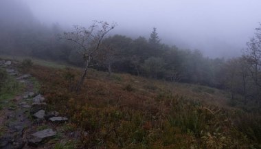 Kış boyunca doğadaki ağaçlar. Çeşitli türler.