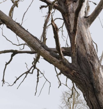 Kış boyunca doğadaki ağaçlar. Çeşitli türler.