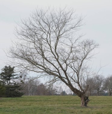 Kış boyunca doğadaki ağaçlar. Çeşitli türler.