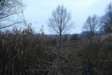 Kış boyunca doğadaki ağaçlar. Çeşitli türler.