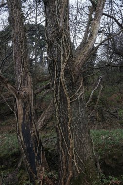 Kış boyunca doğadaki ağaçlar. Çeşitli türler.