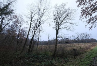 Kış boyunca doğadaki ağaçlar. Çeşitli türler.