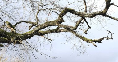 Kış boyunca doğadaki ağaçlar. Çeşitli türler.
