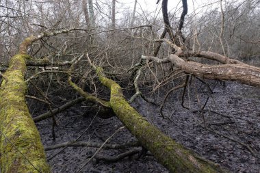 Kış boyunca doğadaki ağaçlar. Çeşitli türler.