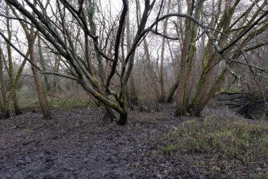 Kış boyunca doğadaki ağaçlar. Çeşitli türler.
