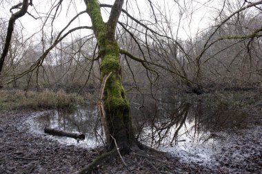 Kış boyunca doğadaki ağaçlar. Çeşitli türler.