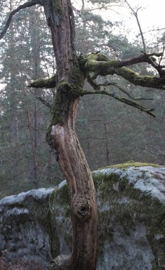 Kış boyunca doğadaki ağaçlar. Çeşitli türler.