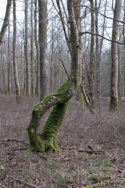 Kış boyunca doğadaki ağaçlar. Çeşitli türler.