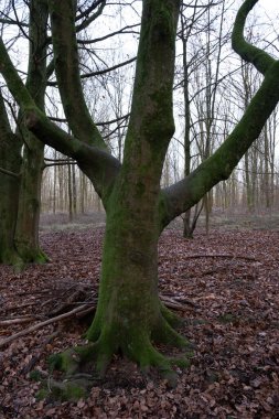 Kış boyunca doğadaki ağaçlar. Çeşitli türler.