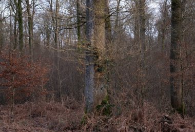 Kış boyunca doğadaki ağaçlar. Çeşitli türler.